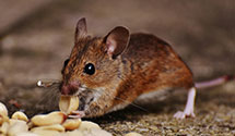 24 Hour & Emergency Exterminators in Anthony, PA